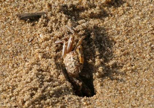 Những sinh vật đời cát