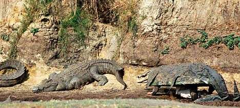 Giả cá sấu để nghiên cứu