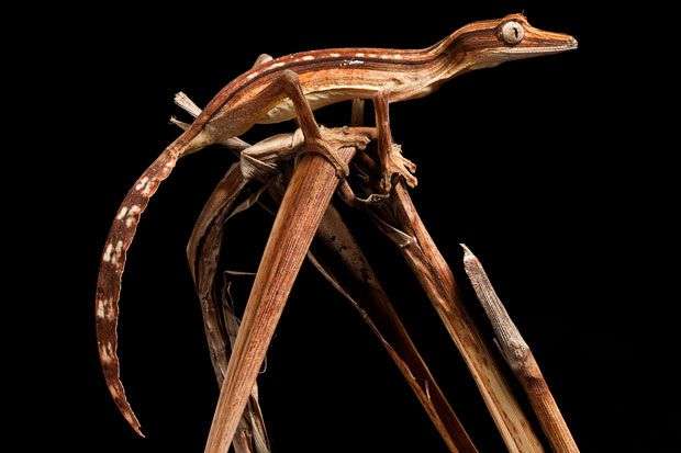 Những màn ngụy trang tài tình trong thiên nhiên