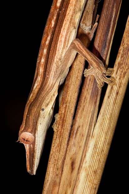 Những màn ngụy trang tài tình trong thiên nhiên