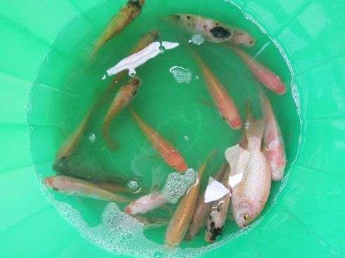 Thuốc khiến cá, lợn “lăn quay” có hại không?