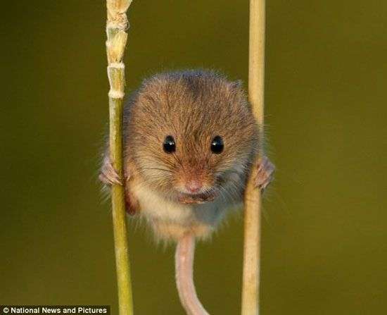 Chuột biết đi cà kheo