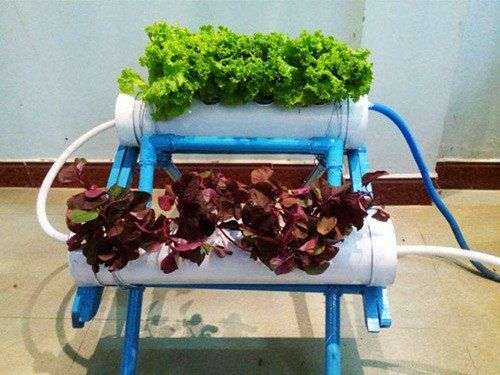 Sinh viên với dự án trồng rau không cần đất