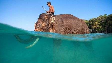 Gặp con voi biết bơi duy nhất trên thế giới