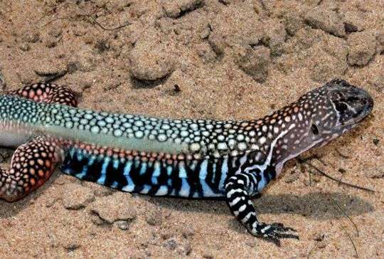 Những sinh vật đời cát