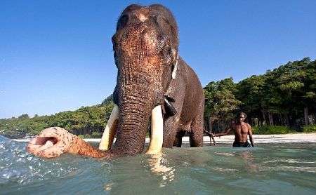 Gặp con voi biết bơi duy nhất trên thế giới