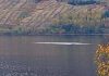 Bức ảnh cho thấy quái vật vui đùa dưới hồ Loch Ness?