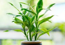 11 mẹo phong thủy giúp bạn may mắn cả năm Bính Thân 11 mẹo phong thủy giúp bạn may mắn cả năm Bính Thân