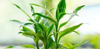 11 mẹo phong thủy giúp bạn may mắn cả năm Bính Thân