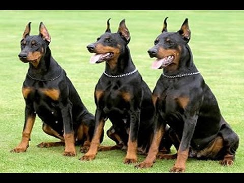 5 loài chó dữ có xu hướng cắn chủ nhiều nhất thế giới