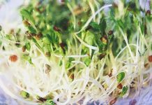 Cách trồng rau mầm sạch , ngon hết ý