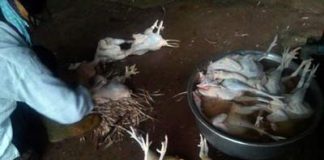 "Điểm mặt" 10 món ăn "ngậm" hóa chất phục vụ thị trường Tết 6