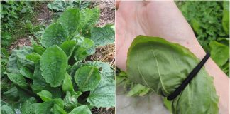 1001 công dụng thần kỳ của cây mã đề mà bạn nên biết