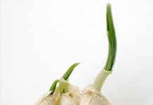 10 loại cây 'trồng 1 lần ăn cả đời'