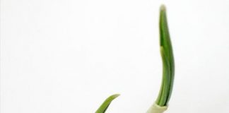 10 loại cây 'trồng 1 lần ăn cả đời'