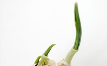 10 loại cây 'trồng 1 lần ăn cả đời'