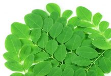 Cuối hè trồng rau chùm ngây chăm sóc sức khỏe cả nhà 1