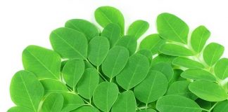 Cuối hè trồng rau chùm ngây chăm sóc sức khỏe cả nhà 1