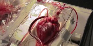 Nổi da gà xem quả tim người đập thình thịch bên ngoài cơ thể