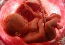 10 sự thật thú vị về nhau thai mà mẹ chưa biết 10 sự thật thú vị về nhau thai mà bạn chưa biết