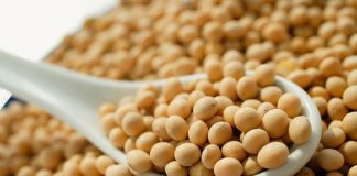 Cách tẩy lông chân hiệu quả bằng bột đậu nành