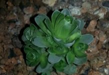 9 loại cây dễ trồng khiến người bận rộn cũng thích mê