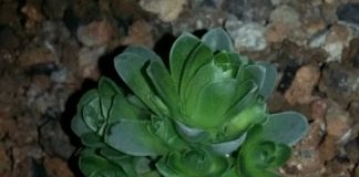 9 loại cây dễ trồng khiến người bận rộn cũng thích mê