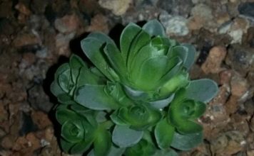 9 loại cây dễ trồng khiến người bận rộn cũng thích mê