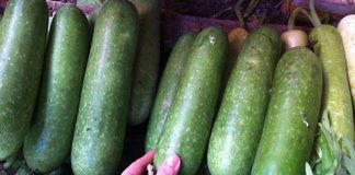 bí đao giảm cân 