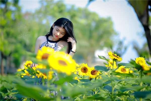 Cận cảnh vẻ đẹp của vườn hướng dương Đồng Nai thu hút giới trẻ