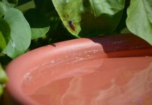 Những mẹo nhỏ đơn giản để đuổi muỗi ra khỏi nhà 1