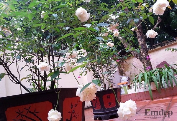 Sân nhà đầy hoa và nắng của biệt thự giữa lòng thành phố Hưng Yên