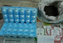 Hướng dẫn trồng cà chua 1