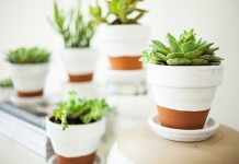 13 cách trang trí “hay ho” cho chậu hoa nhà bạn