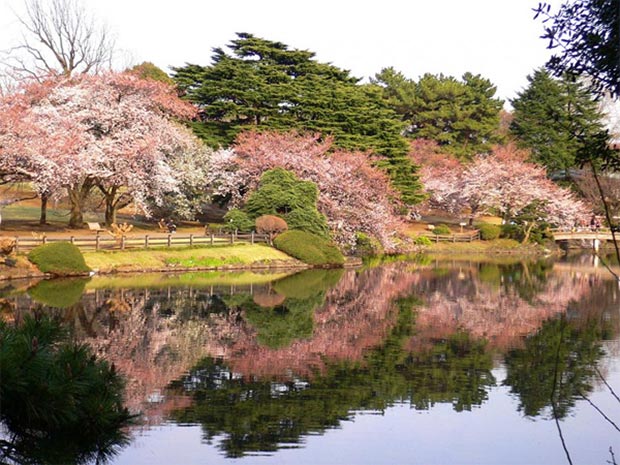 Đi Nhật Bản ngắm hoa anh đào vào tháng 3