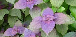 minh de de nho uong nuoc la tia to - 1