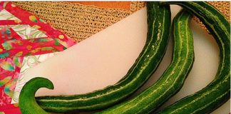  trồng mướp Nhật mùa hè 1