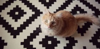 6  mẹo giúp bảo vệ cây của bạn khỏi các em mèo tinh nghịch