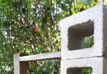 Tận dụng khối bê tông để trồng cây