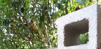 Tận dụng khối bê tông để trồng cây