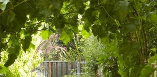 Ngó “trộm” những vườn rau độc đáo trên thế giới