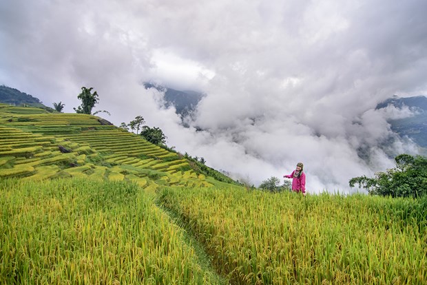 Mùa ngắm mây trên đỉnh Ngải Thầu - Lào Cai