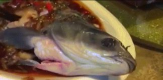 Choáng váng con cá nấu chín bỗng “sống lại” trên đĩa