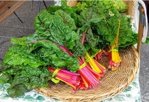 Trồng cải cầu vồng vừa ngon -  vừa bổ - vừa đẹp 1