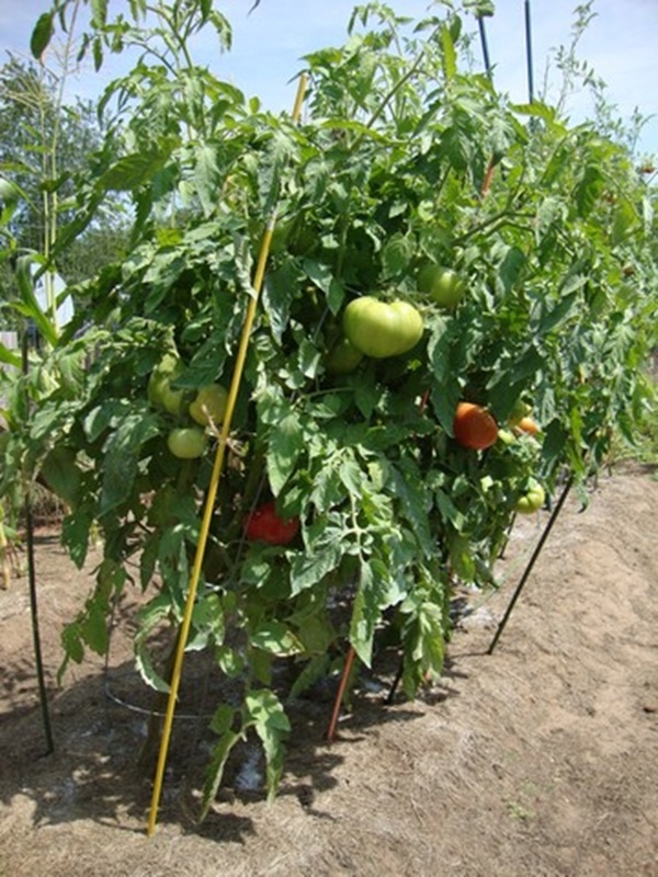 Hướng dẫn trồng cà chua 15
