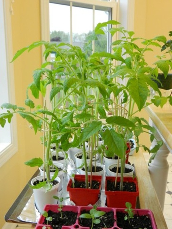 Hướng dẫn trồng cà chua 10