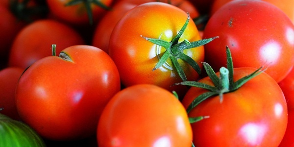 Hướng dẫn trồng cà chua 17