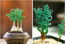 Những cây lạ có thể trồng trong nhà mà bạn chưa biết