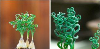 Những cây lạ có thể trồng trong nhà mà bạn chưa biết