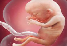 Khám phá sự hình thành cơ thể thai nhi trong bụng mẹ baby grow up in womb